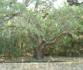 council-ridge-12